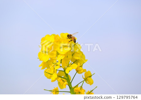 Bee honey sucking honey from rape blossoms 129795764