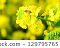 Bee honey sucking honey from rape blossoms 129795765