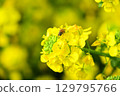 Bee honey sucking honey from rape blossoms 129795766