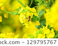 Bee honey sucking honey from rape blossoms 129795767