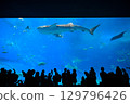 美麗海水族館 129796426