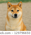Shiba Inu watching 129796650
