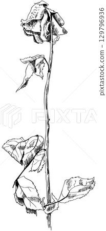 Drawing of withered rose. Line art Drawing of withered rose. Line art 129796936