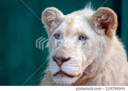 Majestic white lion with striking blue eyes resting in a serene environment 129796944