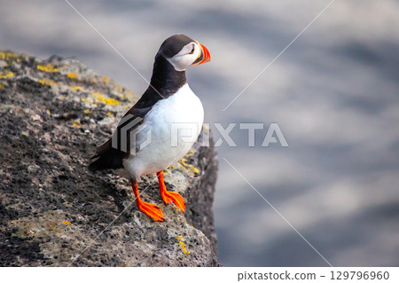 Colorful puffin perched on rugged cliffs overlooking the ocean in Iceland 129796960
