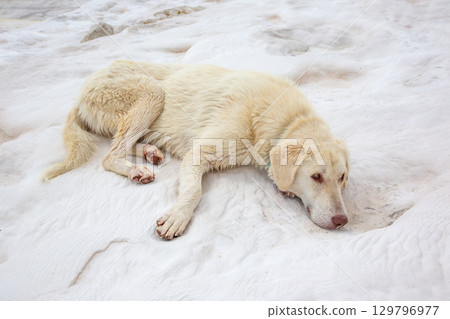 White dog resting on a snowy landscape during winter afternoon White dog resting on a snowy landscape during winter afternoon 129796977