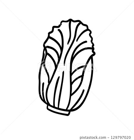 Cute hand-drawn cabbage image illustration 129797020