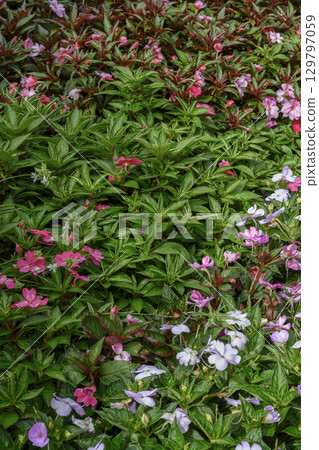 Carpet of tropical leaves and flowers in the garden in Vietnam 129797059