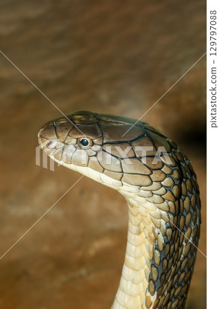 Close up head king cobra is dangerous snake at garden thailand 129797088