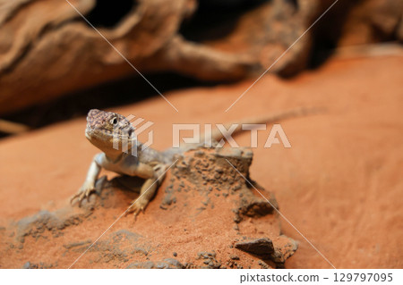 The Central Netted Dragon is nature animal in australia The Central Netted Dragon is nature animal in australia 129797095