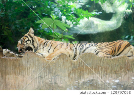 Close up Indochinese tiger is beautiful animal 129797098