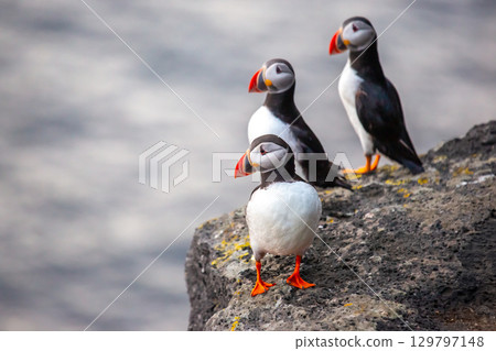 Colorful puffins perched on rocky cliffs along the coast of Iceland in bright daylight 129797148