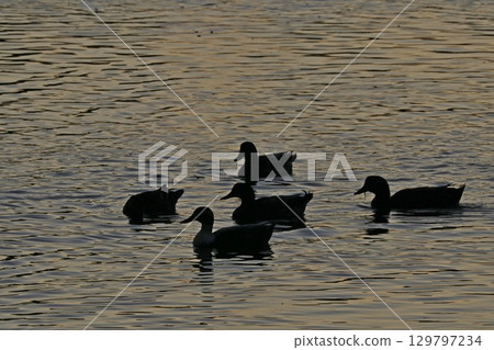 ducks in the lake ducks in the lake 129797234