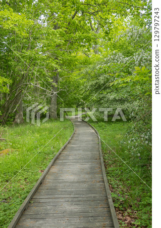 Noble forest at the Halltorps Hage nature reserve on western Oland, Sweden. 129797243