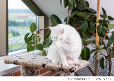 A White Cat Being Groomed Within a Chic and Modern Interior Space A White Cat Being Groomed Within a Chic and Modern Interior Space 129797345