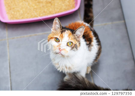 Charming Calico Cat Looking Up with Wonder in a Cozy Room 129797350