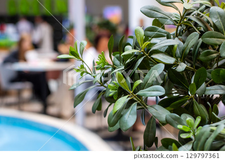 Lush Indoor Plant by Poolside in Modern Relaxing Space 129797361