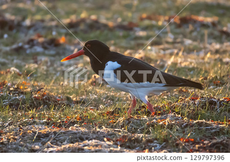 Oystercatcher (Haematopus ostralegus) foraging on a beach meadow on southern Oland, Sweden. Oystercatcher (Haematopus ostralegus) foraging on a beach meadow on southern Oland, Sweden. 129797396
