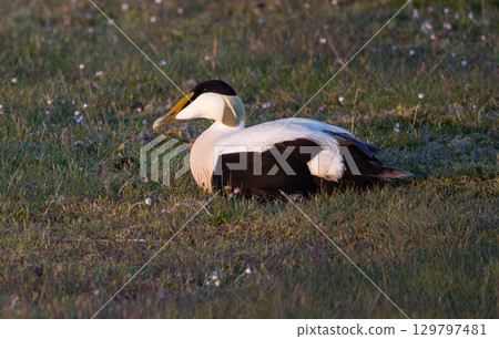 Common Eider (Somateria mollissima) male, on a beach meadow on southern Oland, Sweden. 129797481
