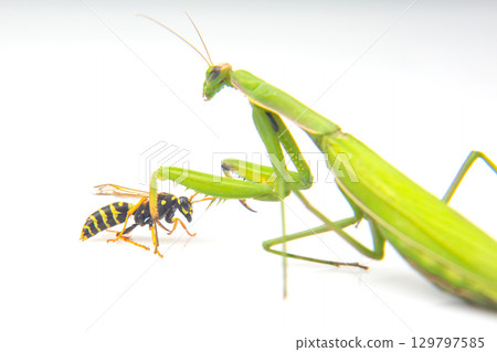 Praying mantis capturing wasp in a moment of predation on a white background Praying mantis capturing wasp in a moment of predation on a white background 129797585