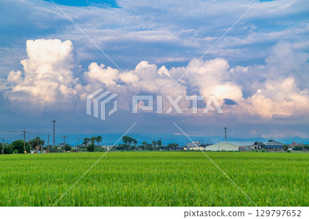 Green Rice Fields and Moving Clouds in Qigu, Tainan, Taiwan. Green Rice Fields and Moving Clouds in Qigu, Tainan, Taiwan. 129797652