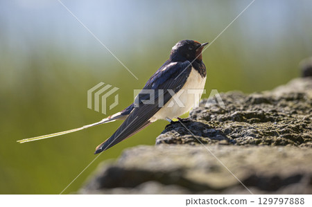Barn Swallow (Hirundo rustica) sitting on a stone wall at southern Oland island, Sweden. 129797888