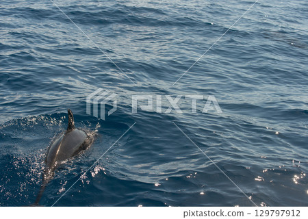 Playful Atlantic spotted dolphin, Stenella frontalis, swimming in the Atlantic Ocean, Azores, Portugal Playful Atlantic spotted dolphin, Stenella frontalis, swimming in the Atlantic Ocean, Azores, Portugal 129797912