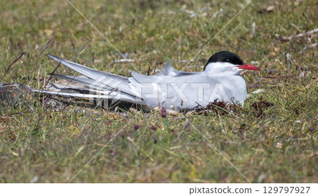 Arctic Tern (Sterna paradisaea) at nest on a beach meadow in Ottenby nature reserve on southern Oland, Sweden. 129797927