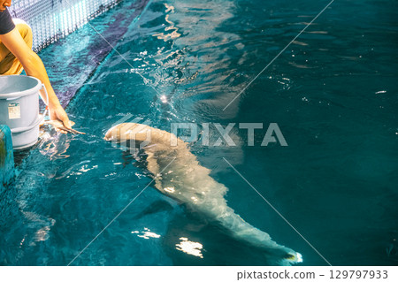 【#鳥羽水族館】餵江豚 129797933