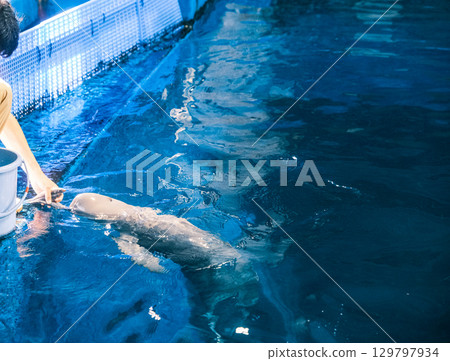[#Toba Aquarium] Feeding the Finless Porpoises 129797934