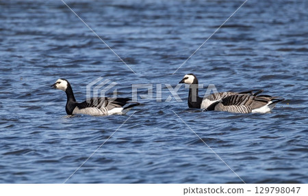 Barnacle Goose (Branta leucopsis) swimming in the Baltic Sea at the coast of Oland Island, southern Sweden. Barnacle Goose (Branta leucopsis) swimming in the Baltic Sea at the coast of Oland Island, southern Sweden. 129798047