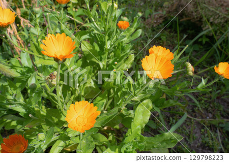 Vibrant Calendula Flowers in Sunlight Vibrant Calendula Flowers in Sunlight 129798223