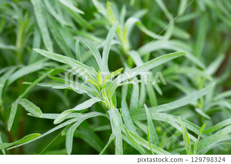 Silver green Wormwood leaves background. Artemisia absinthium, absinthe wormwood plant in herbal kitchen garden, close up, macro Silver green Wormwood leaves background. Artemisia absinthium, absinthe wormwood plant in herbal kitchen garden, close up, macro 129798324