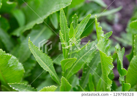 Horseradish with green leaves grows in open organic soil 129798328