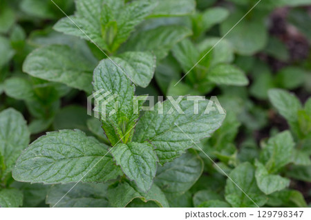 Peppermint (Mentha piperita) is a hybrid species of mint, a cross between watermint and spearmint 129798347