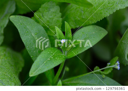 Myosotis sparsiflora flower plant in spring or summer nature outdoor, close-up. 129798361