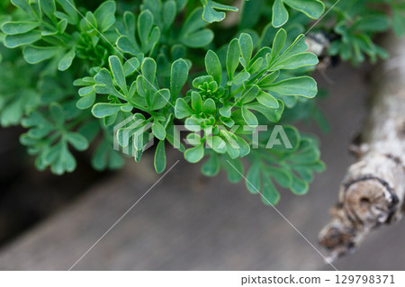 A beautiful graveolens route in the backyard. A beautiful graveolens route in the backyard. 129798371