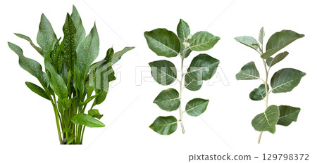 Leaf cutout material (transparent background) Leaf cutout material (transparent background) 129798372