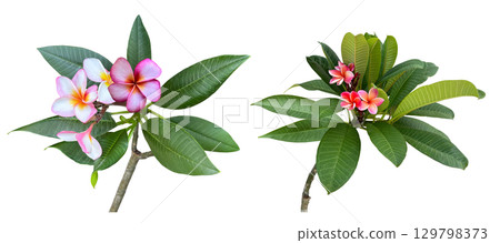 Plumeria flower cutout (transparent background) 129798373