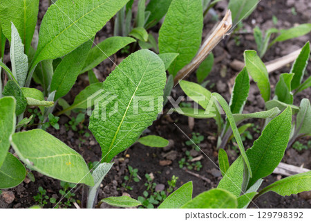 Inula helenium, Elecampane, Compositae. Wild plant shot in summer Inula helenium, Elecampane, Compositae. Wild plant shot in summer 129798392