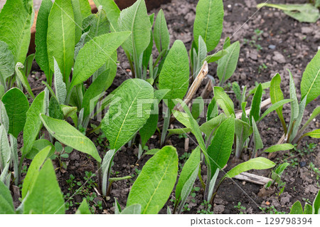 Inula helenium, Elecampane, Compositae. Wild plant shot in summer 129798394
