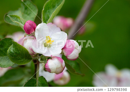 Blooming apple blossom. Garden apple tree 129798398
