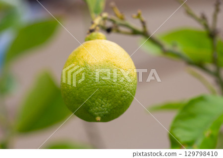 Close-up Lemon fruit with flower hanging on tree in lemon farm 129798410