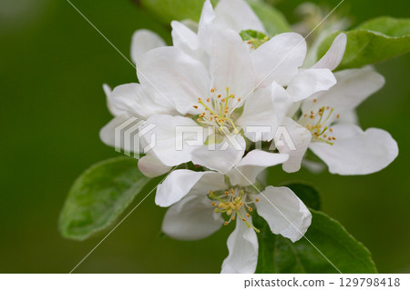 White plum flowers on a branch in the garden, Macro, spring background White plum flowers on a branch in the garden, Macro, spring background 129798418