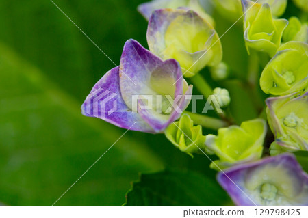 Green, blue and yellow Hydrangeas macrophylla close up. Floral wallpaper Green, blue and yellow Hydrangeas macrophylla close up. Floral wallpaper 129798425
