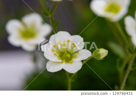 Meadow saxifrage or Saxifraga granulata, a specie of flowering plant photographed near a small river in a mountain area, macro. Meadow saxifrage or Saxifraga granulata, a specie of flowering plant photographed near a small river in a mountain area, macro. 129798431