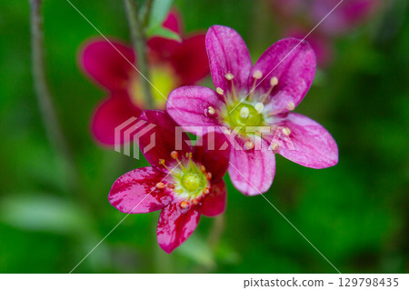 Rich red and pink flowers. Saxifraga x arendsii Marto Rose an evergreen perennial alpine garden plant, macro Rich red and pink flowers. Saxifraga x arendsii Marto Rose an evergreen perennial alpine garden plant, macro 129798435