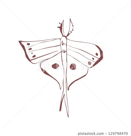 Elegant night moth with decorative wings insect sketch for mystical tattoo sticker stationery and vintage decor Vector illustration Elegant night moth with decorative wings insect sketch for mystical tattoo sticker stationery and vintage decor Vector illustration 129798470