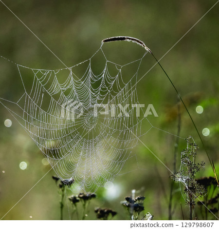A spider's web in a field in the early morning 129798607