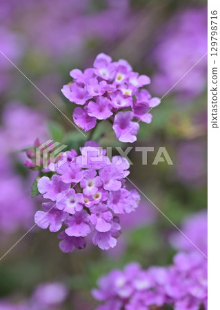 Lantana (Trailing lantana) Lantana (Trailing lantana) 129798716